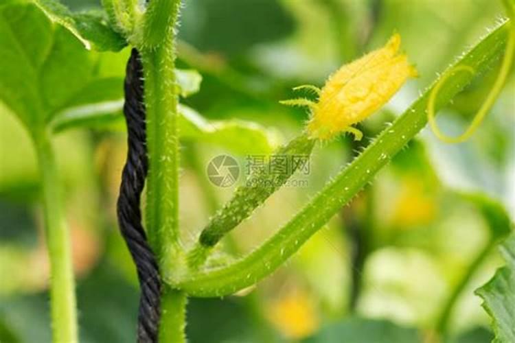 黄瓜开花结果期怎么施肥和管理