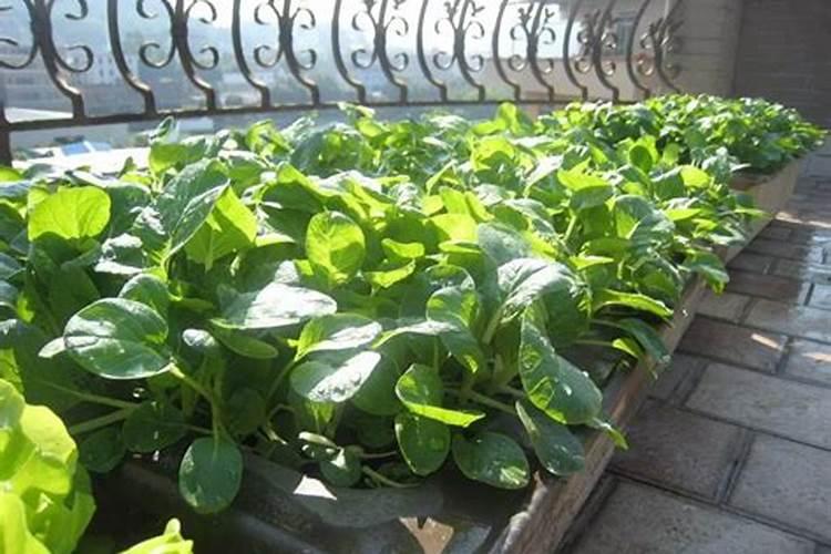 当高温成为日常,农民怎么办？