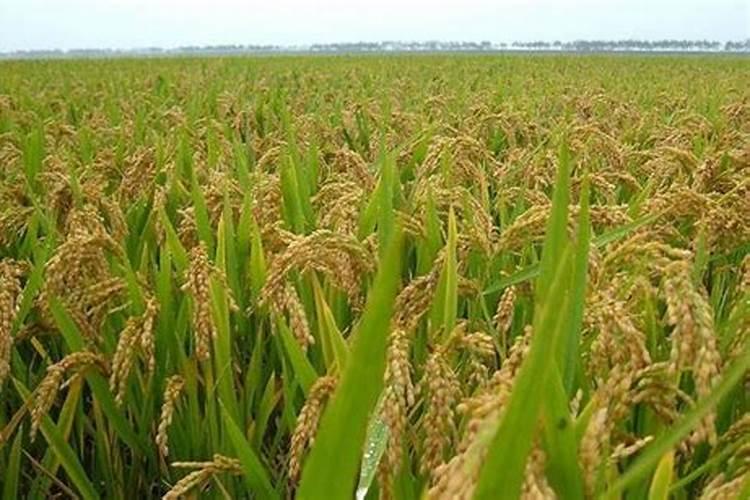 金银花种植种植5年了,片状枯死是什么原因？