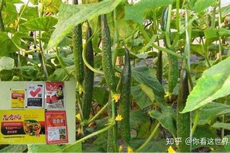 氮、磷、钾三种化肥的区别方法