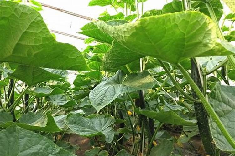 大棚西瓜增甜蓬果的肥料用什么好,还不能裂果
