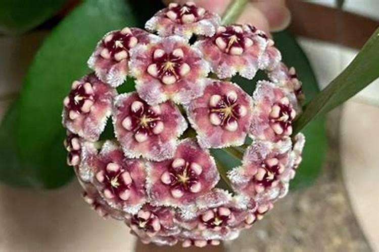 棉花后期需要什么肥料