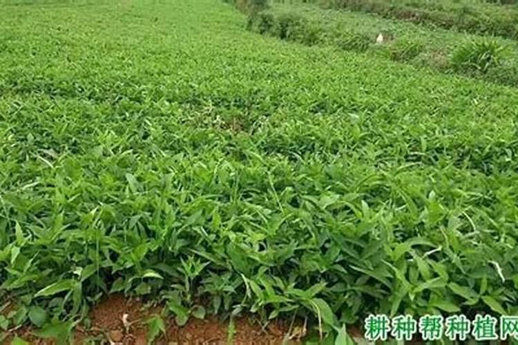 水稻液体返青肥的好处