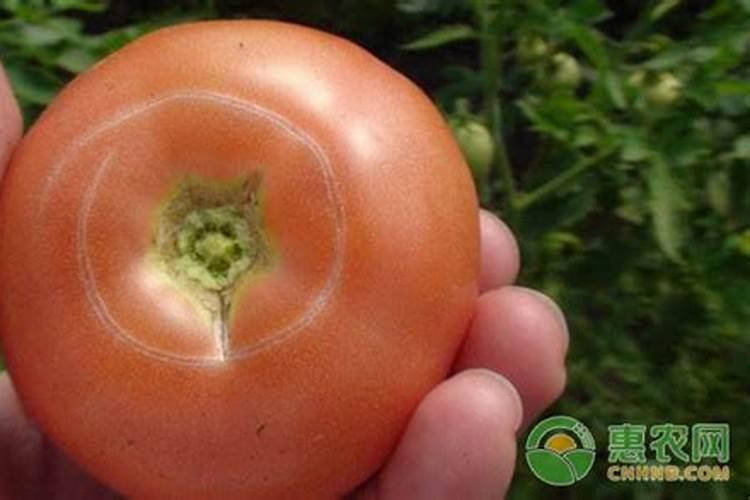 国际妈咪的购物网站上的奶粉怎么样？