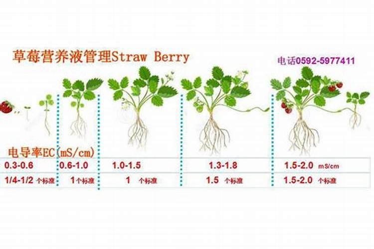 秋天什么时候种蒜最合适 大蒜的最佳种植时间介绍