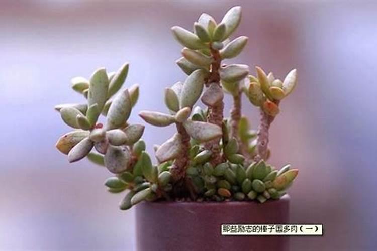 土壤调理剂的功能与使用