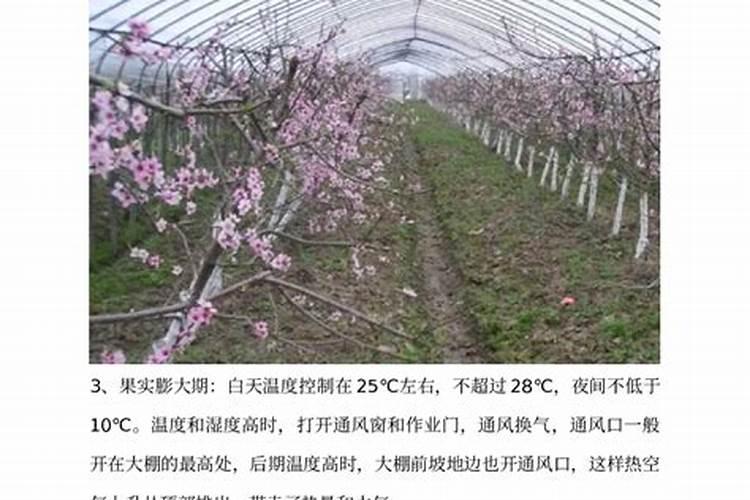 大棚桃树僵花是什么原因造成的