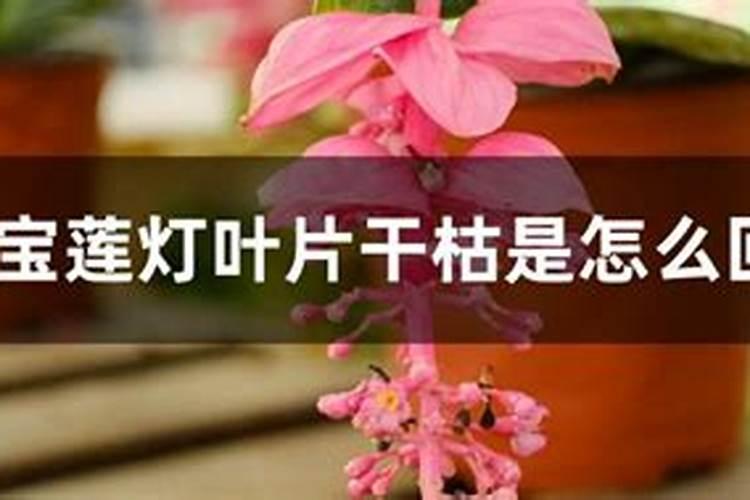 如何养护宝莲灯避免黄叶