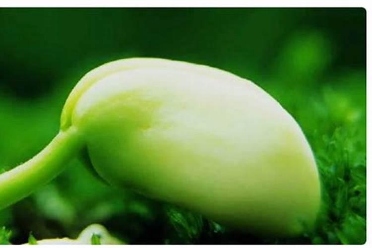 盆栽生菜用什么肥料(盆栽生菜用什么肥料比较好)