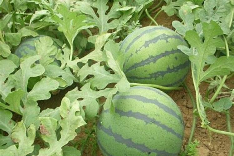 栀子花基肥放什么肥料？基肥怎么施？