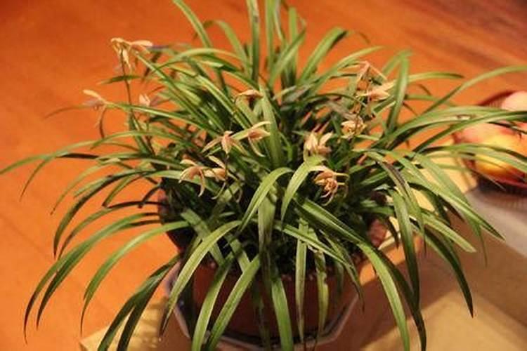 兰花最实用的肥料