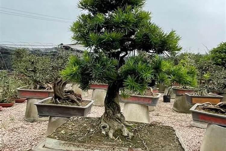 罗汉松多久施一次肥 施肥时间和方法