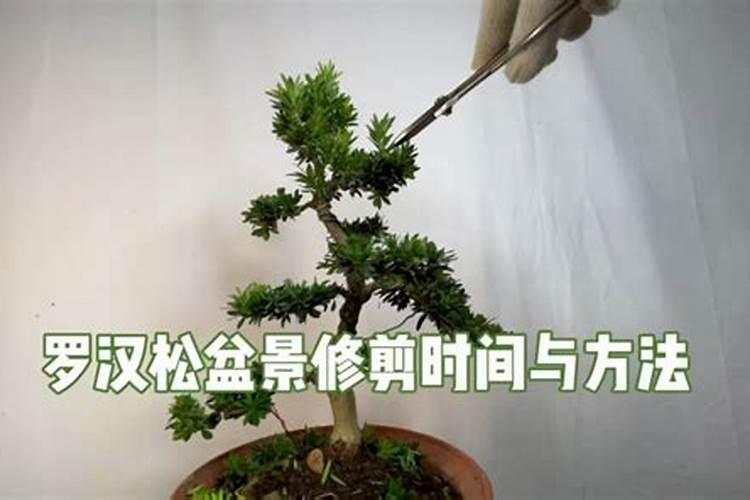 罗汉松施什么肥好