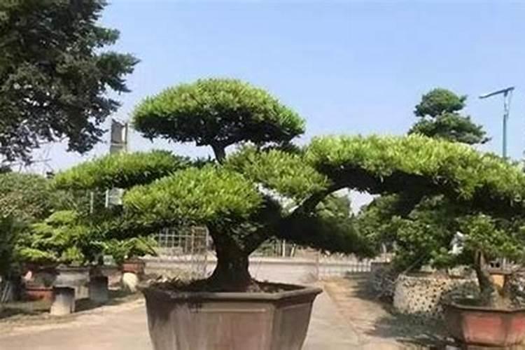 7公分的罗汉松第一年移栽怎么施肥