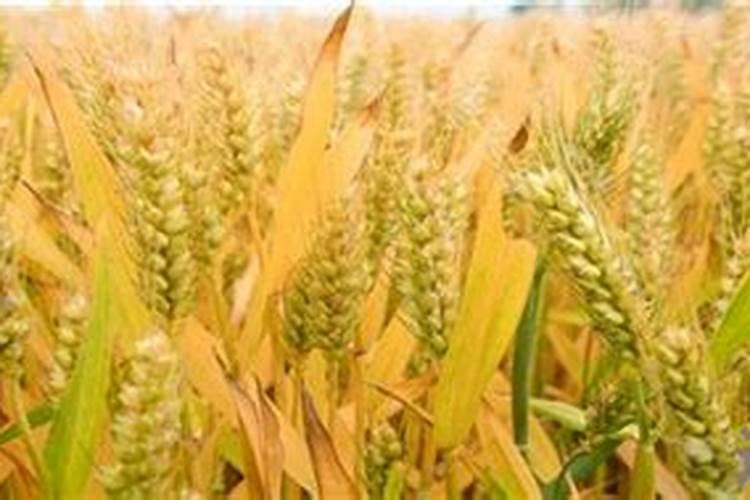 大白菜用什么肥料追肥(上几次肥最好,什么时候用肥)