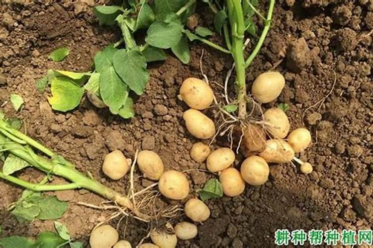 种植马铃薯需要在什么时候施肥