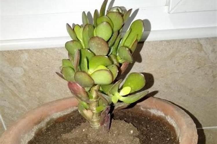 芝麻一般在什么时候开花 芝麻花什么时候开花