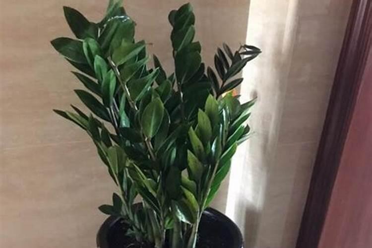 怎样给月季花上花肥