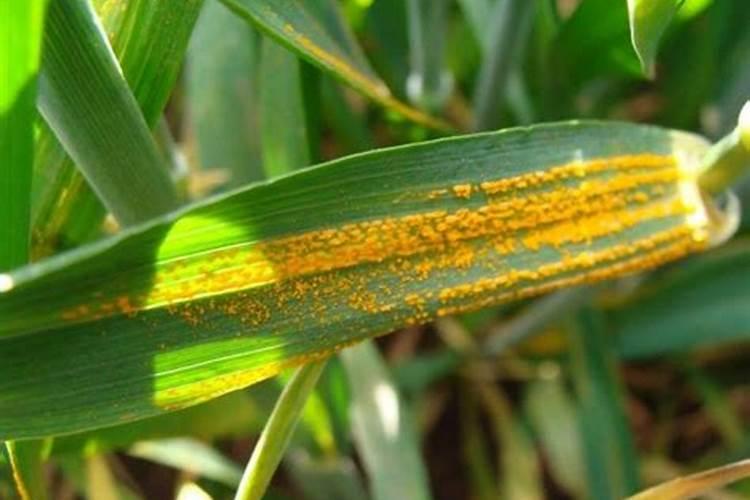 噻唑锌与中微量元素叶面肥能混用吗