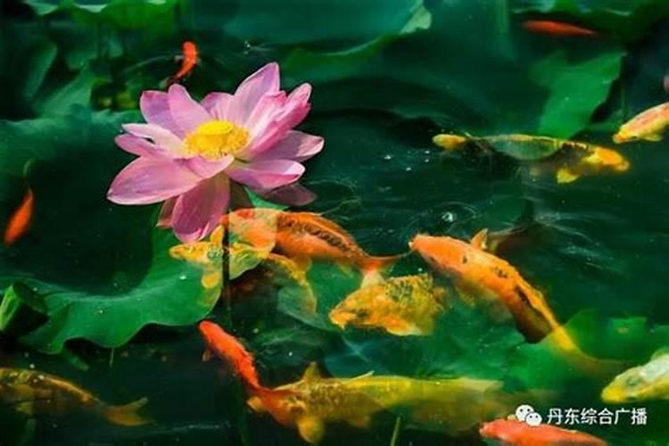小麦底肥用二铵多少合适 小麦的底肥用多少二铵好