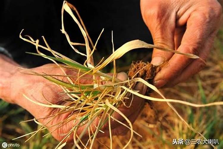 含氯的肥料用作花肥,含氯肥料对作物伤害