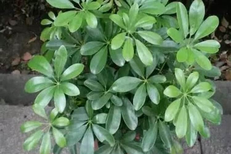 给植物浇钙片的方法是什么呢？