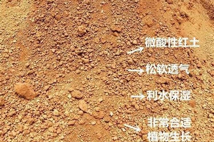 黄泥土种植玉米请问如何施底肥早期如何管理？