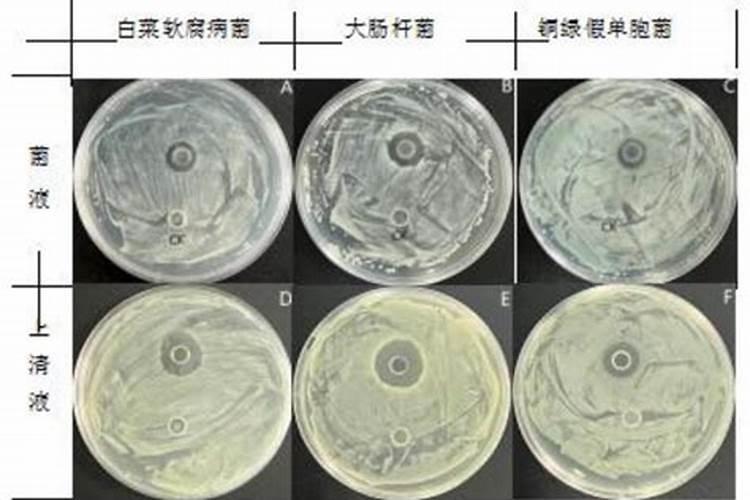 最新打炭疽病的药,盘点6种疗效最佳药液