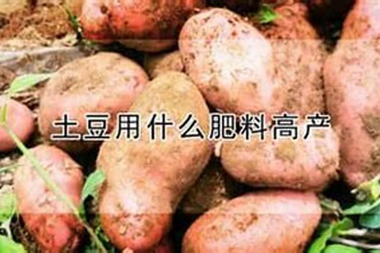 苹果树上什么肥料好