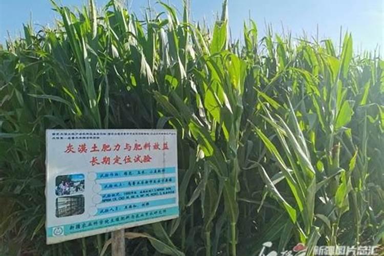 小麦一生需要多少氮磷钾肥