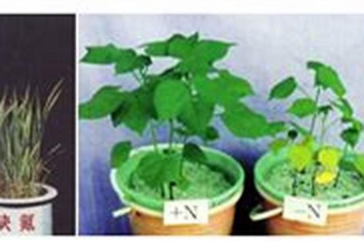 早熟苹果什么时候施钾肥最好？