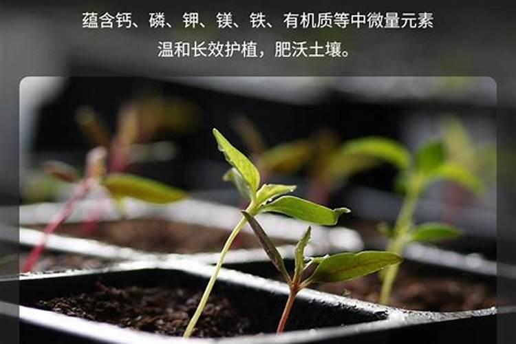 叶面肥在施用的时候需要注意哪些误区
