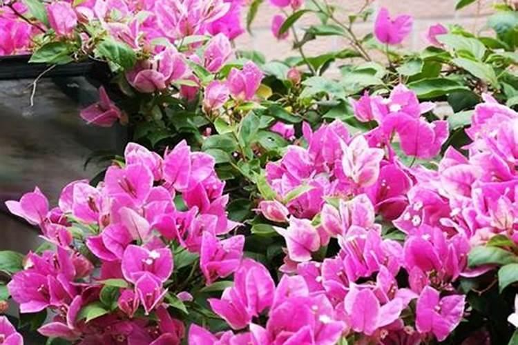 三角梅怎么养护才会开花多