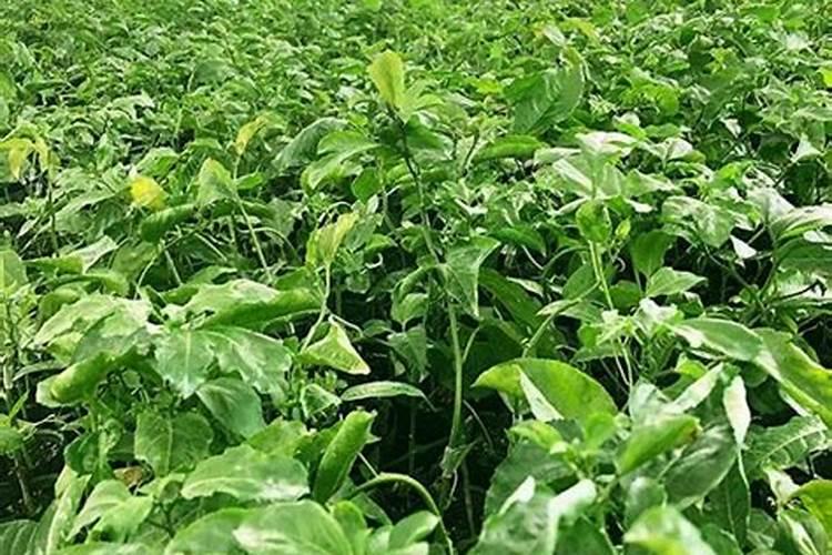 百香果挂果后施什么肥合适
