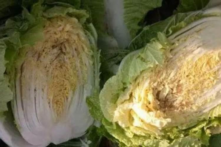 种玉米底肥用什么复合肥好