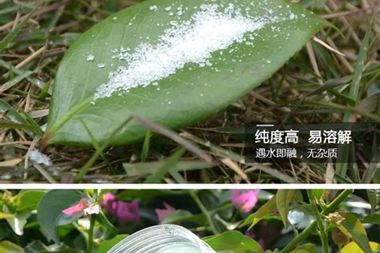 说说葡萄上使用钙和镁的事,如何正确的补充钙镁肥？