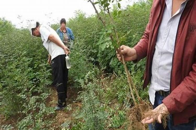 高效除垢剂有毒吗？ 从成分的角度分析是否有毒