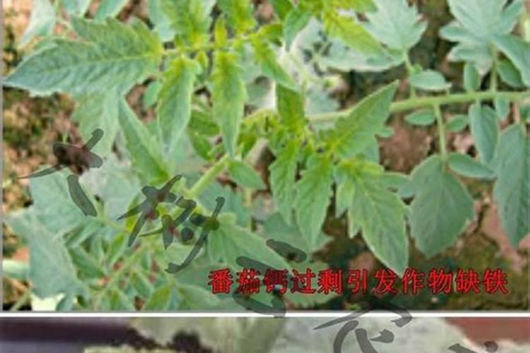 用什么方法可让大树死掉
