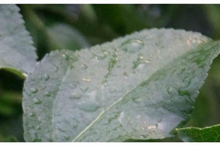 棉花播种后下雨怎么办 棉花播种后下雨如何是好