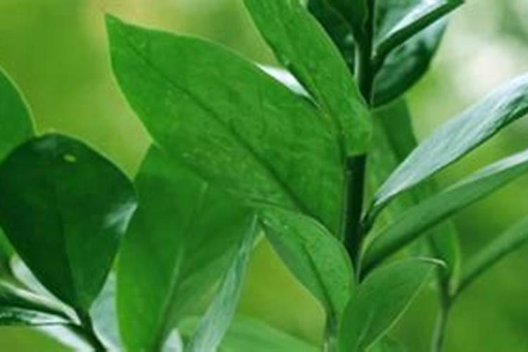 种蔬菜用什么肥料
