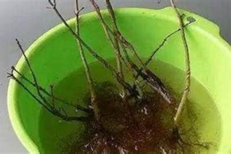 买的花肥可以掺在水里浇花吗