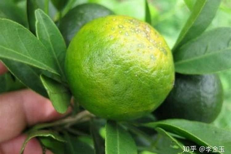 红牛钾肥一包多少公斤