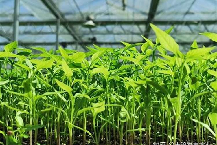 催芽用什么肥料最好