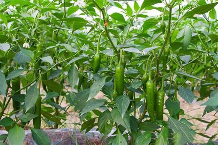 百香果如何种植管理,浇水到叶子上好吗