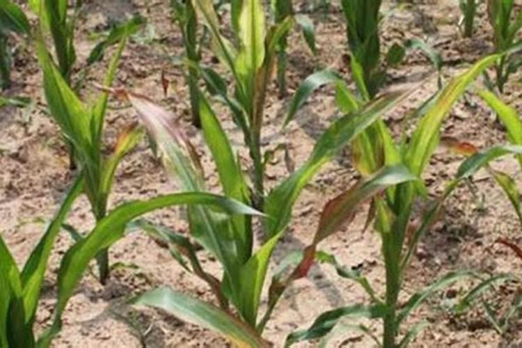 油菜籽种植技术及田间管理措施 (前期栽培注意事项)