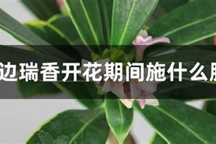 月季的施肥时间及方法
