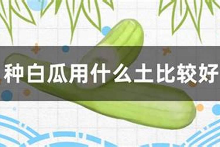白菜施什么肥最好