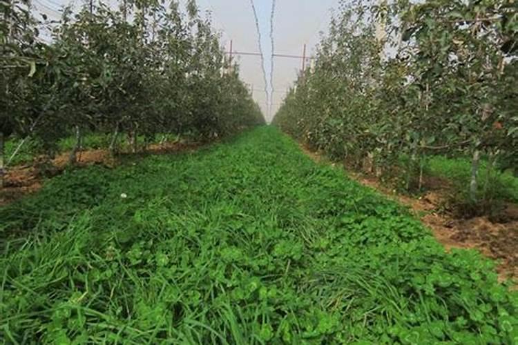 请问果园生草,是种植鼠茅草还是三叶草好？