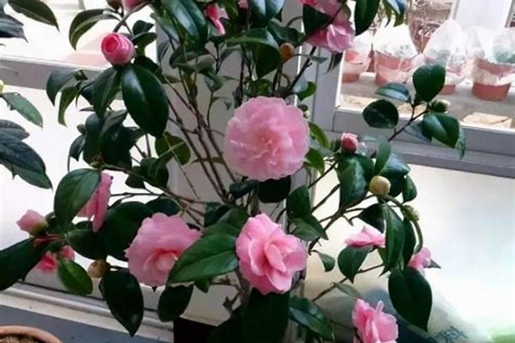 如何给盆栽茶花施肥(茶花怎么浇肥)