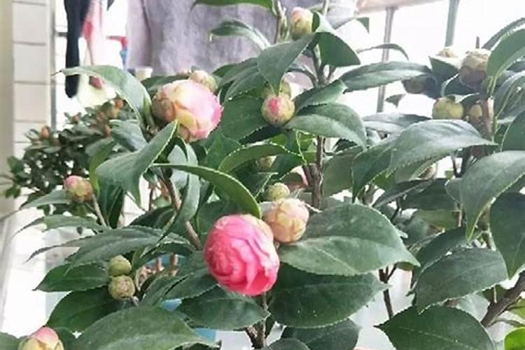 茶花的养殖方法和注意事项 茶花的养殖方法和注意事项有哪些